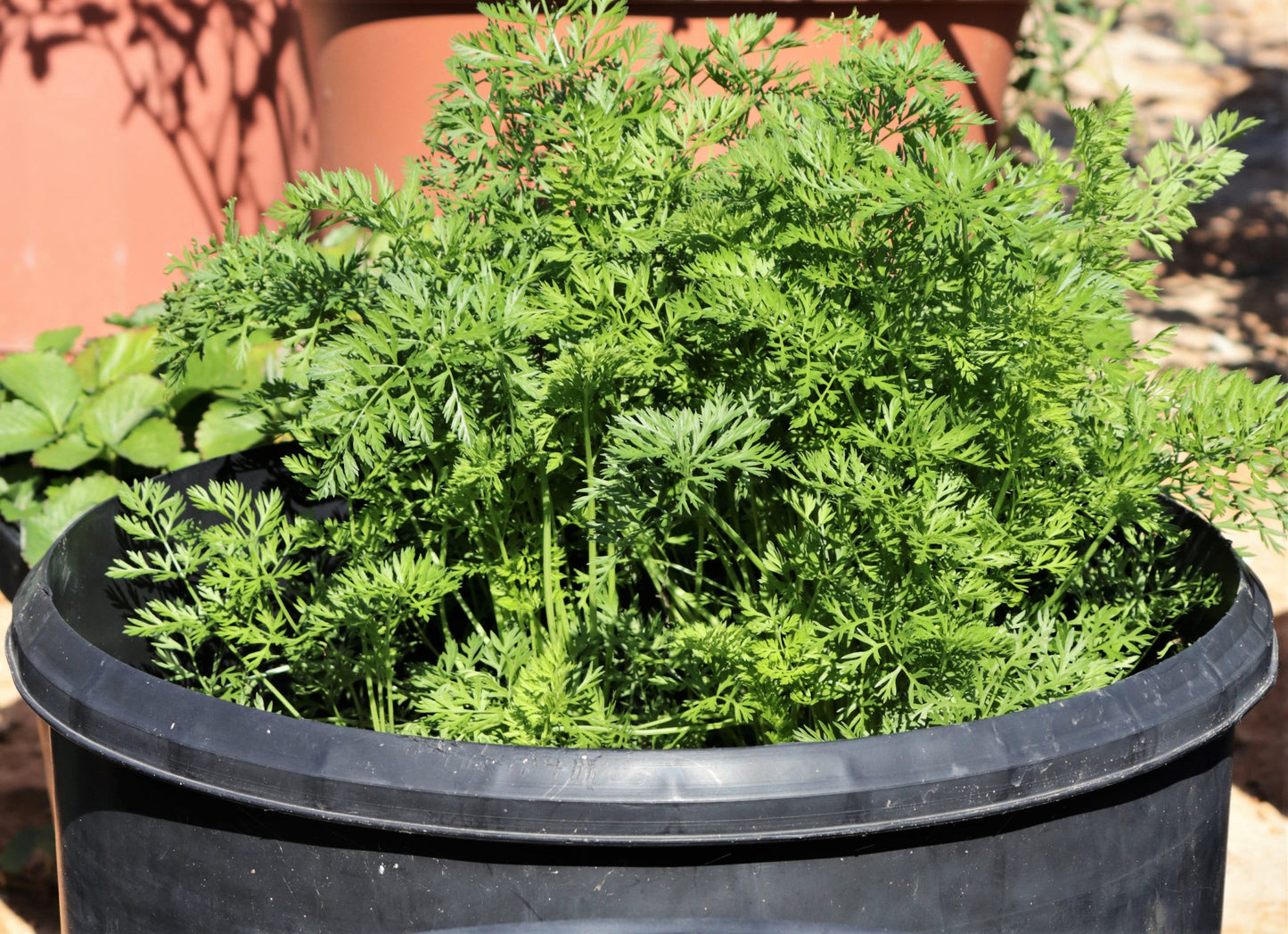 800 PARISIAN CARROT Parisienne Carrot Daucas Carota Sativus Orange Vegetable Seeds