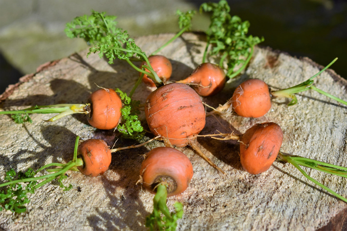 800 PARISIAN CARROT Parisienne Carrot Daucas Carota Sativus Orange Vegetable Seeds