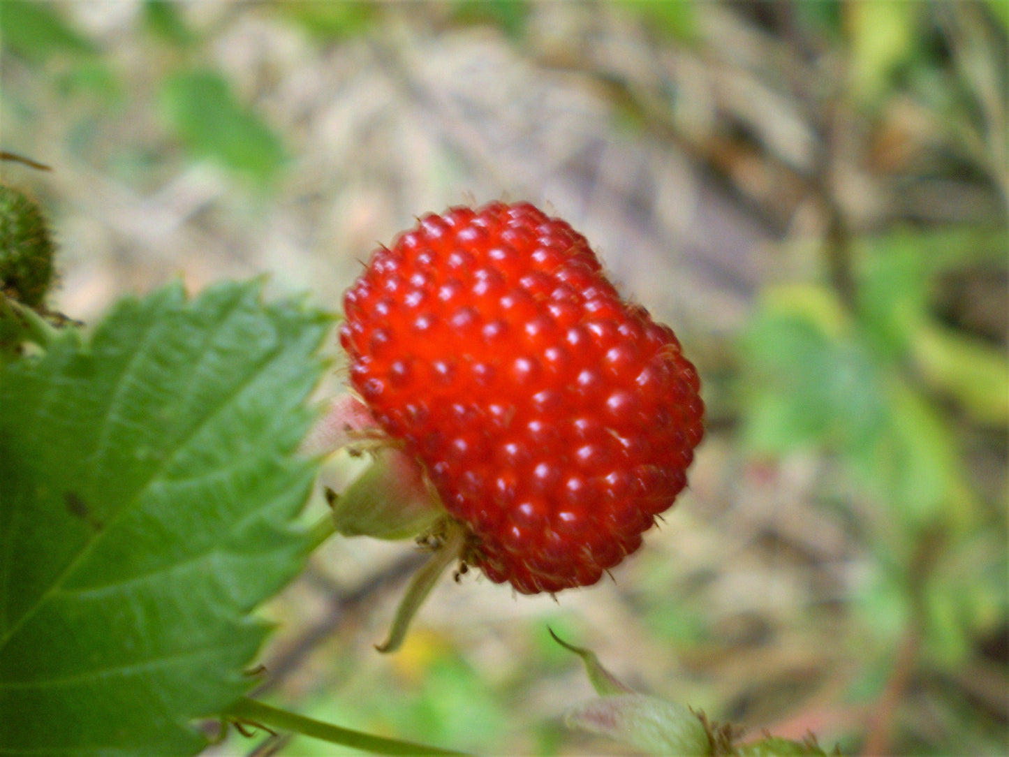 20 AUSTRALIAN RASPBERRY aka Queensland & Atherton Raspberry Rubus Probus Red Berry Fruit Shrub Seeds