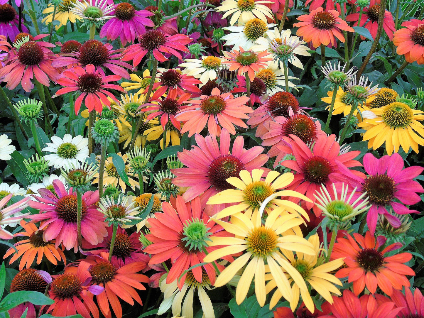 25 CHEYENNE SPIRIT CONEFLOWER Echinacea Orange Red Yellow Purple Pink White Herb Flower Seeds