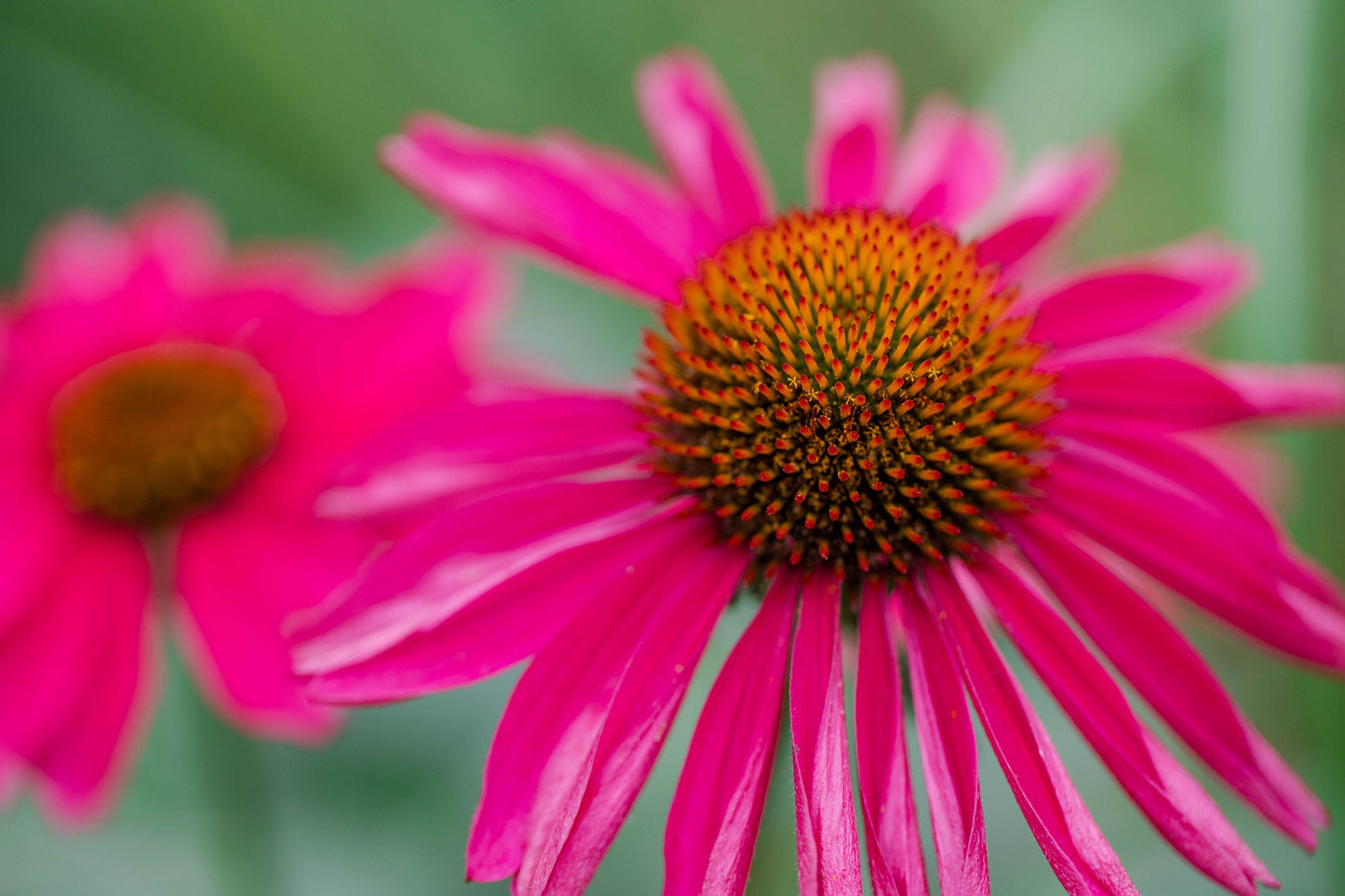 25 CHEYENNE SPIRIT CONEFLOWER Echinacea Orange Red Yellow Purple Pink White Herb Flower Seeds