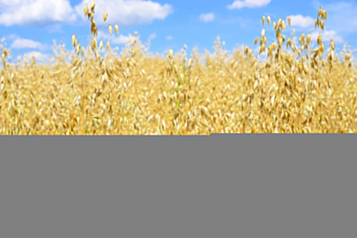 250 Certified ARMOR OAT Oats Avena Sativa Cereal Grain Seeds