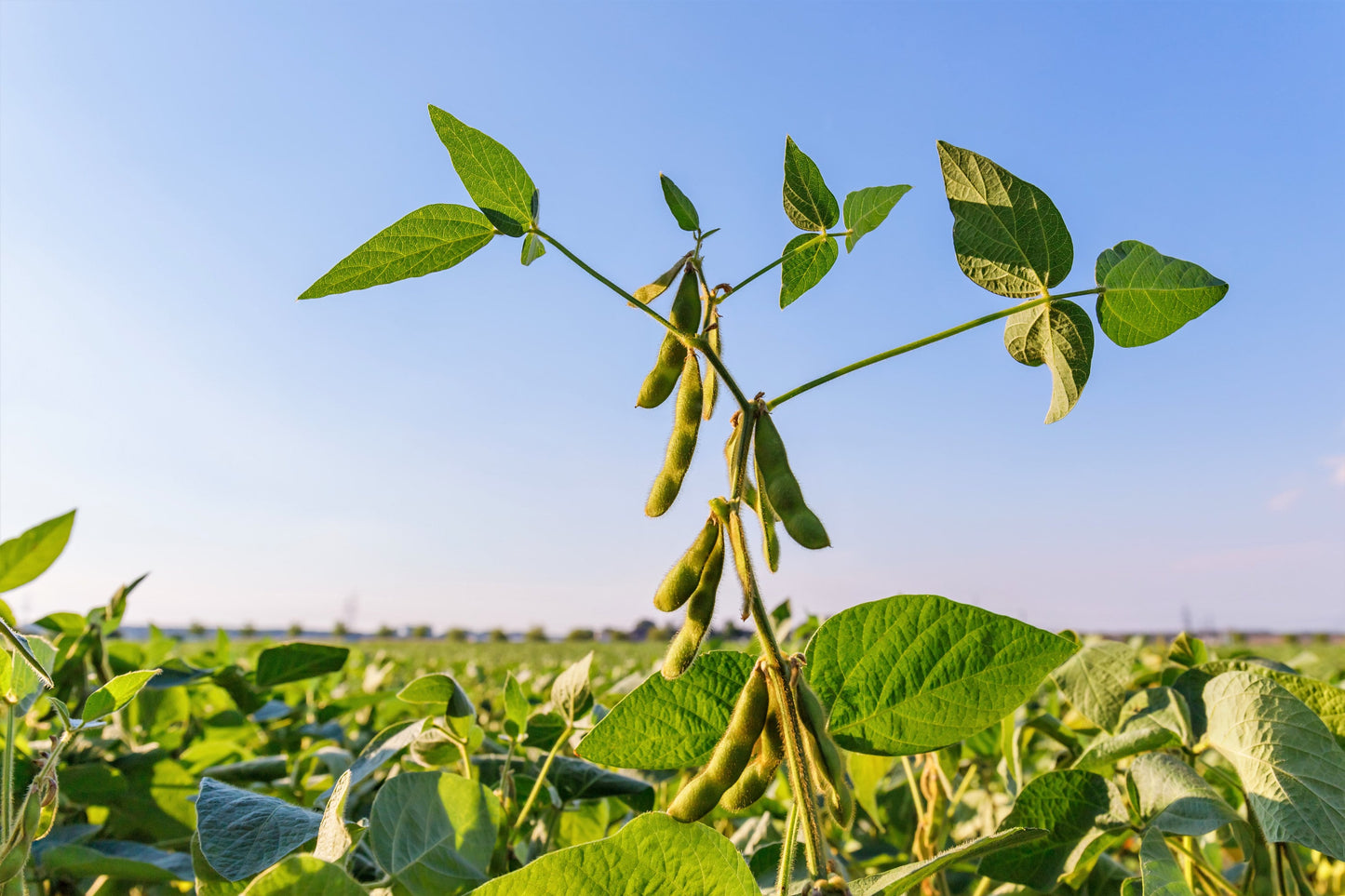 20 Organic MIDORI GIANT SOYBEAN Edamame Glycine Max Green Bean Legume Vegetable Seeds