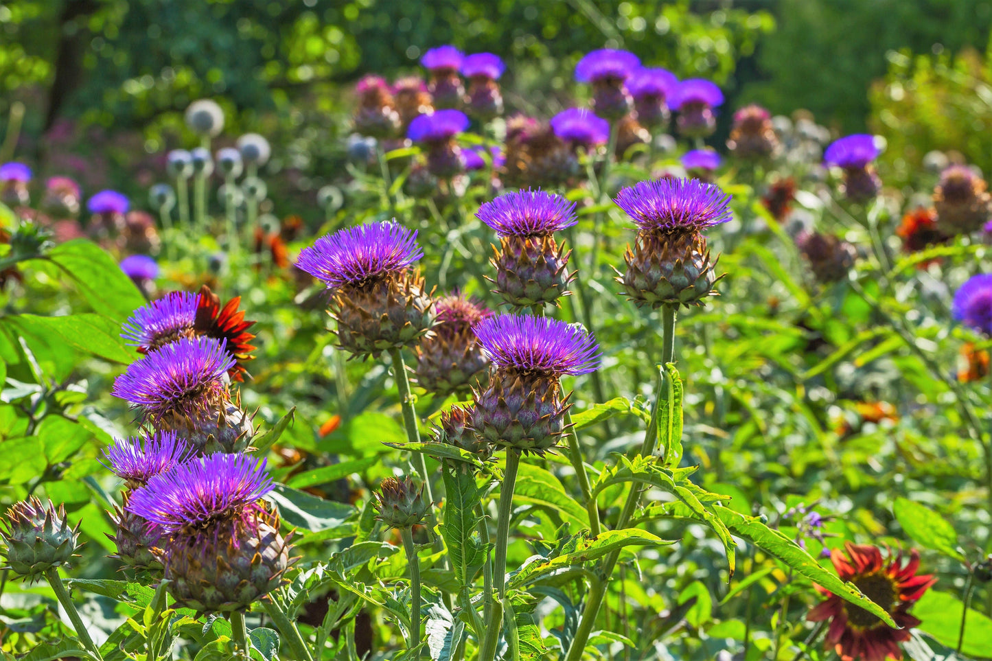 25 CARDOON Cynara Cardunculus aka Artichoke Thistle Perennial Edible Vegetable Seeds