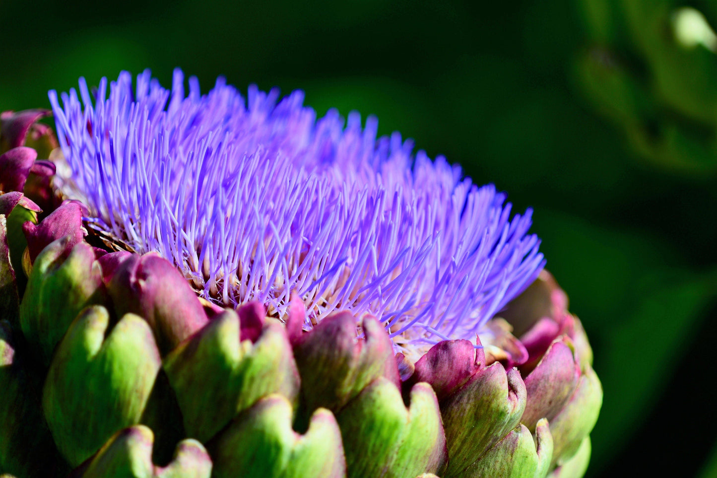 25 CARDOON Cynara Cardunculus aka Artichoke Thistle Perennial Edible Vegetable Seeds