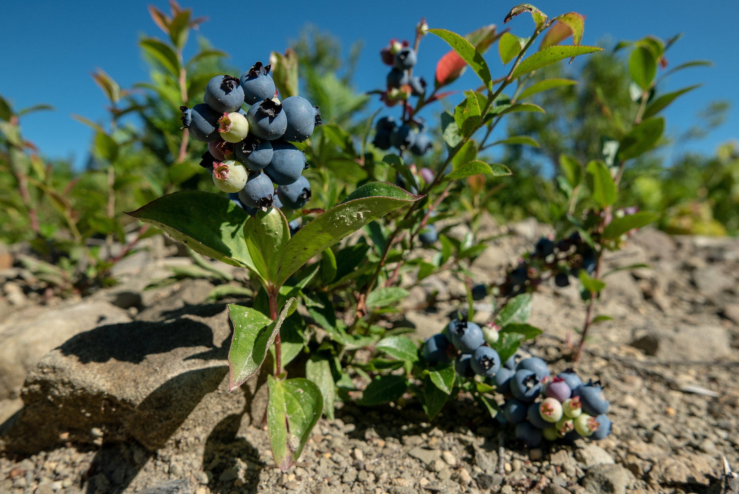 50 LOWBUSH BLUEBERRY Vaccinium Angustifolium Blue Berry Fruit Dwarf Shrub Seeds