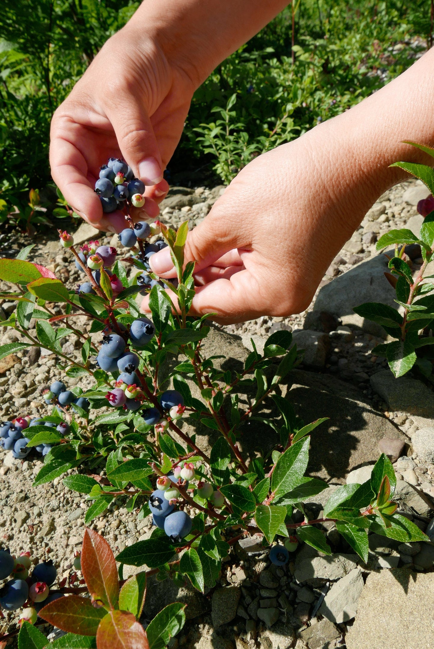 50 LOWBUSH BLUEBERRY Vaccinium Angustifolium Blue Berry Fruit Dwarf Shrub Seeds