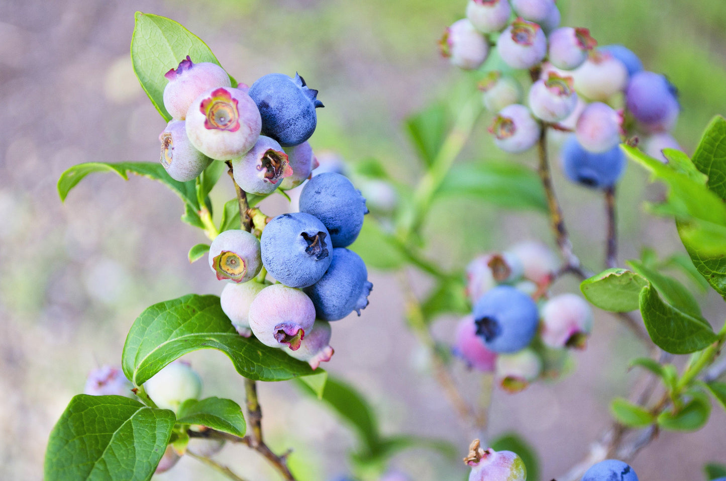 50 SOUTHERN HIGHBUSH BLUEBERRY Pre-Stratified Vaccinium Corymbosum Blue Berry Fruit Bush Shrub Seeds