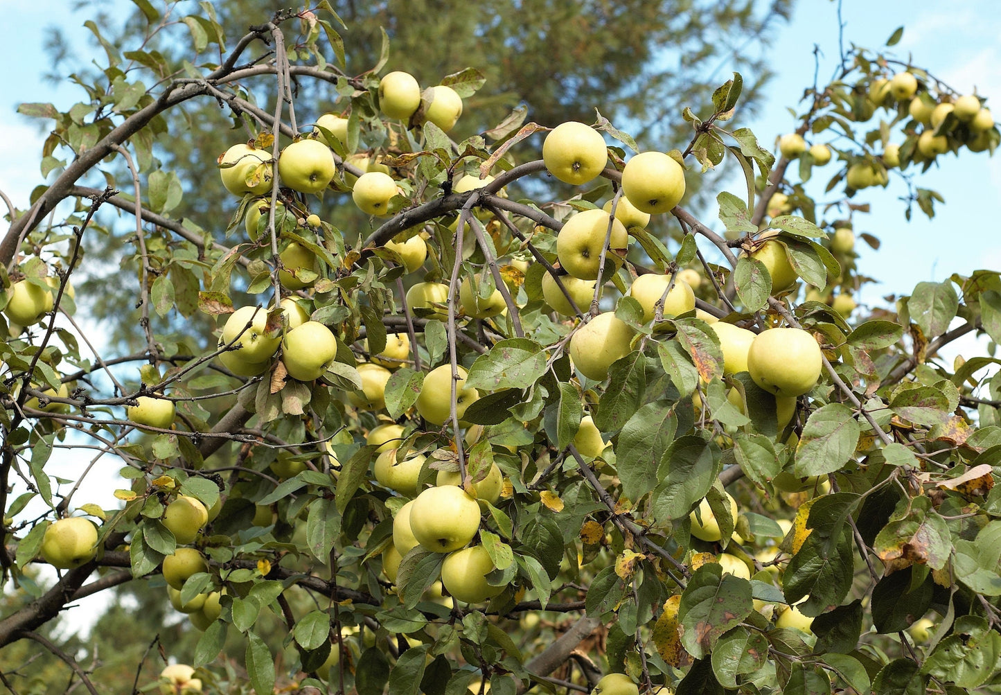 25 ANTONOVKA APPLE TREE Malus Pumila var. Antonovka Yellow Green Fruit Pink White Flower Seeds