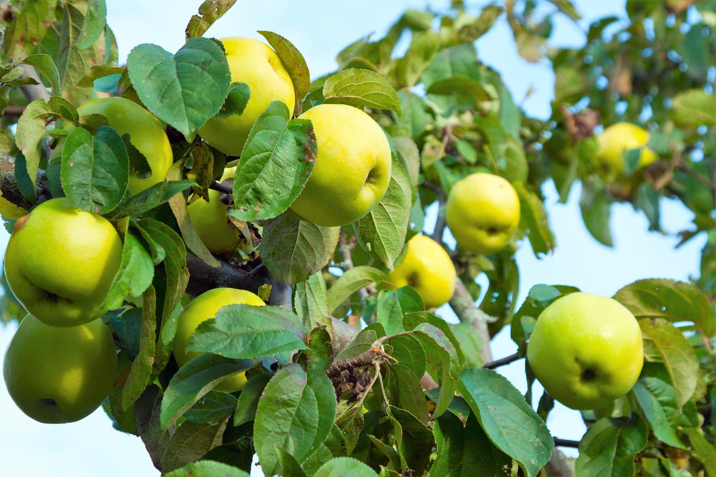 25 ANTONOVKA APPLE TREE Malus Pumila var. Antonovka Yellow Green Fruit Pink White Flower Seeds