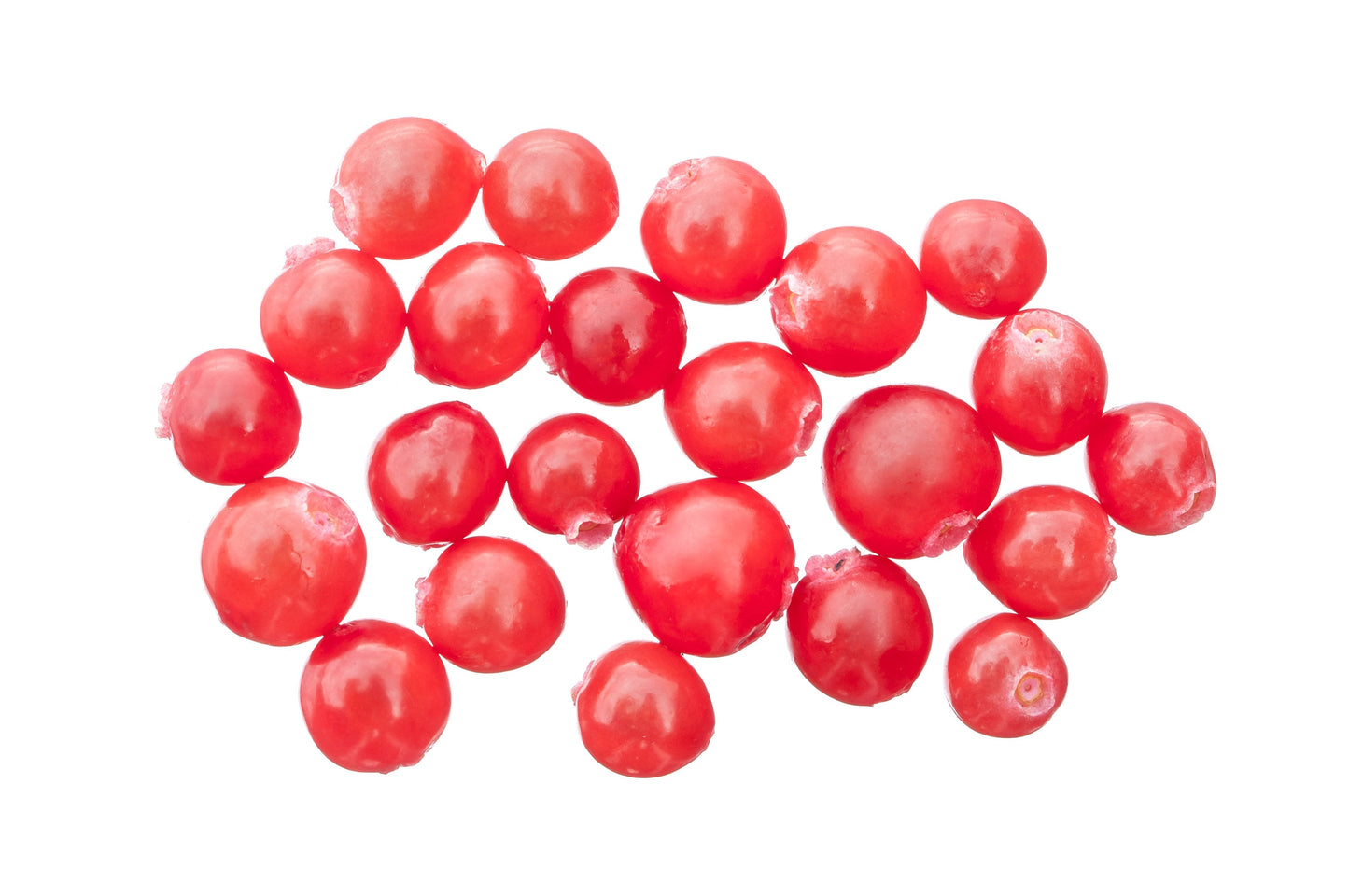 30 RED HUCKLEBERRY Vaccinium Parvifolium aka Red Blueberry & Red Bilberry Pink Flower Berry Edible Fruit Shrub Seeds