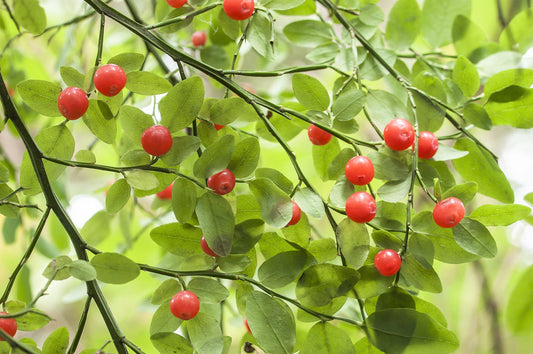 30 RED HUCKLEBERRY Vaccinium Parvifolium aka Red Blueberry & Red Bilberry Pink Flower Berry Edible Fruit Shrub Seeds
