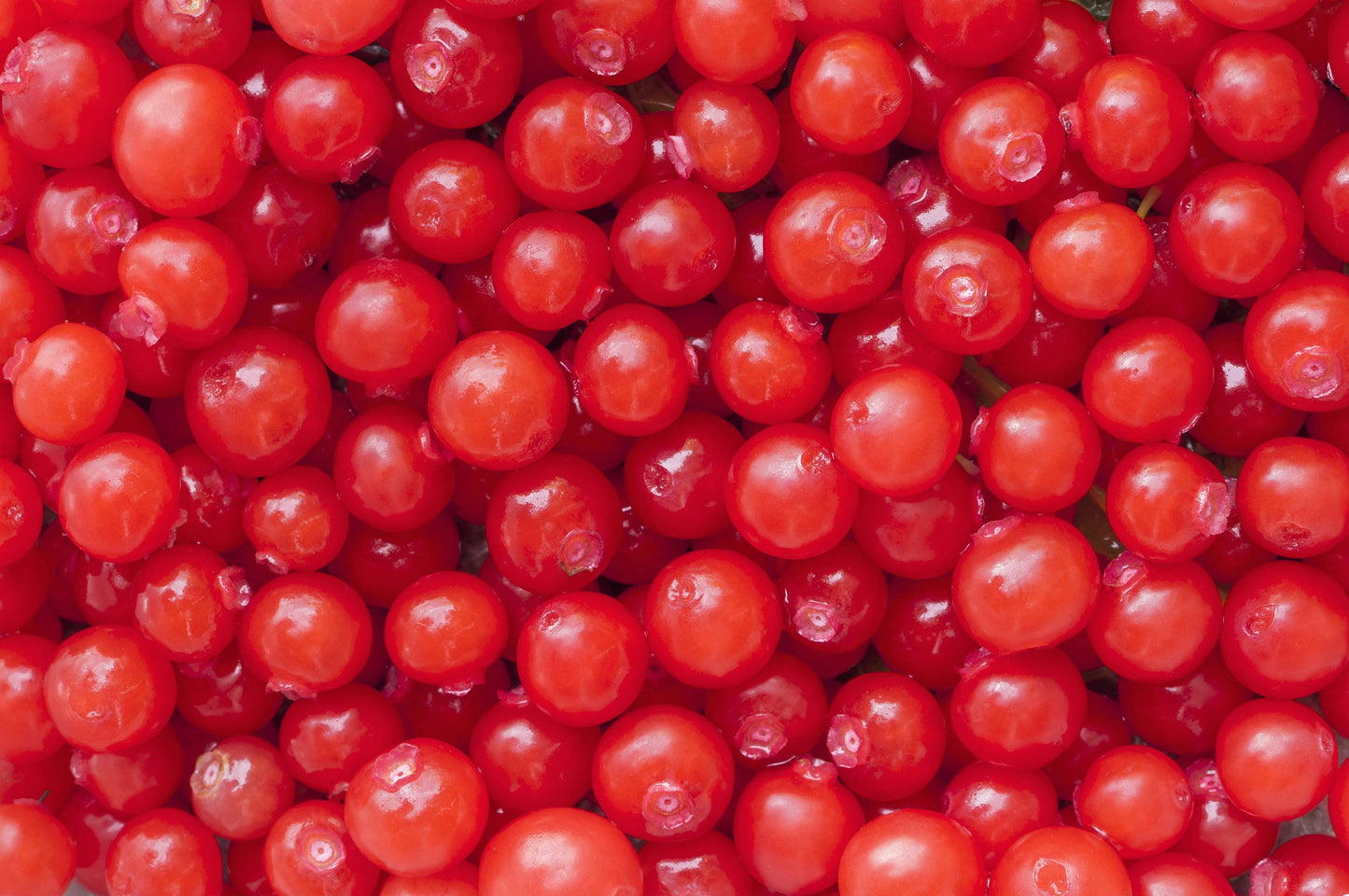 30 RED HUCKLEBERRY Vaccinium Parvifolium aka Red Blueberry & Red Bilberry Pink Flower Berry Edible Fruit Shrub Seeds