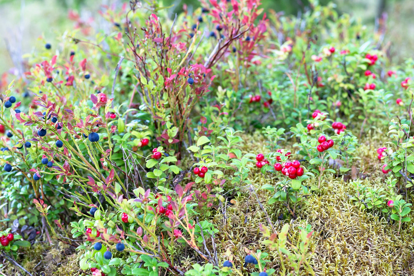 30 RED HUCKLEBERRY Vaccinium Parvifolium aka Red Blueberry & Red Bilberry Pink Flower Berry Edible Fruit Shrub Seeds