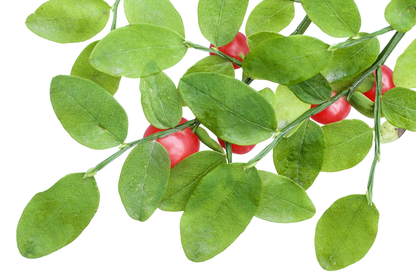 30 RED HUCKLEBERRY Vaccinium Parvifolium aka Red Blueberry & Red Bilberry Pink Flower Berry Edible Fruit Shrub Seeds