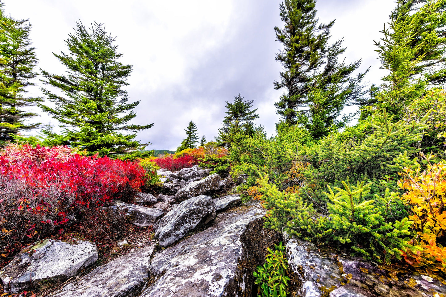 30 RED HUCKLEBERRY Vaccinium Parvifolium aka Red Blueberry & Red Bilberry Pink Flower Berry Edible Fruit Shrub Seeds