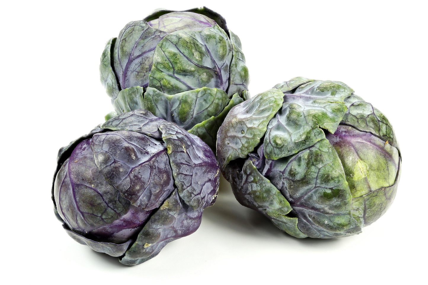 70 RED Ball BRUSSEL SPROUT Brussels Sprouts Brassica Oleracea Gemmifera Vegetable Seeds