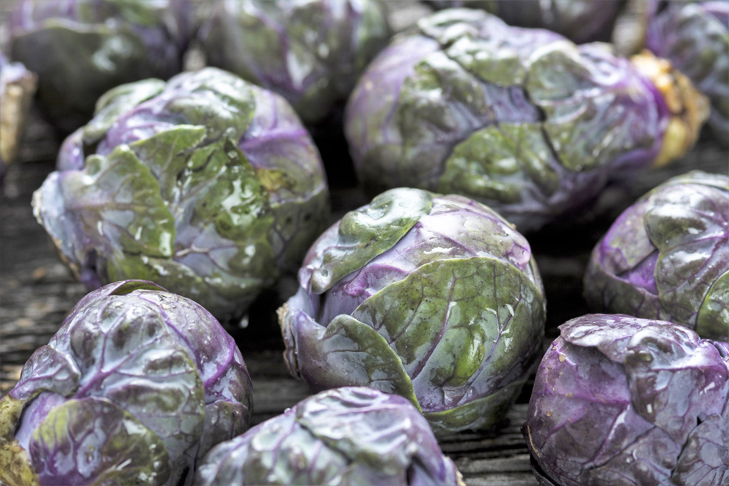 70 RED Ball BRUSSEL SPROUT Brussels Sprouts Brassica Oleracea Gemmifera Vegetable Seeds