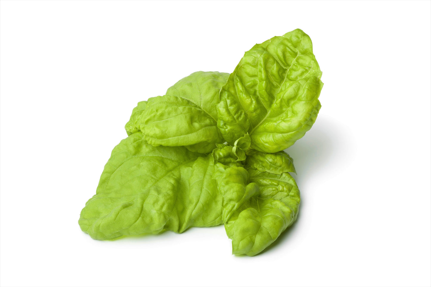 500 LETTUCE LEAF BASIL Ocimum Basilicum Huge Leaves Herb Seeds