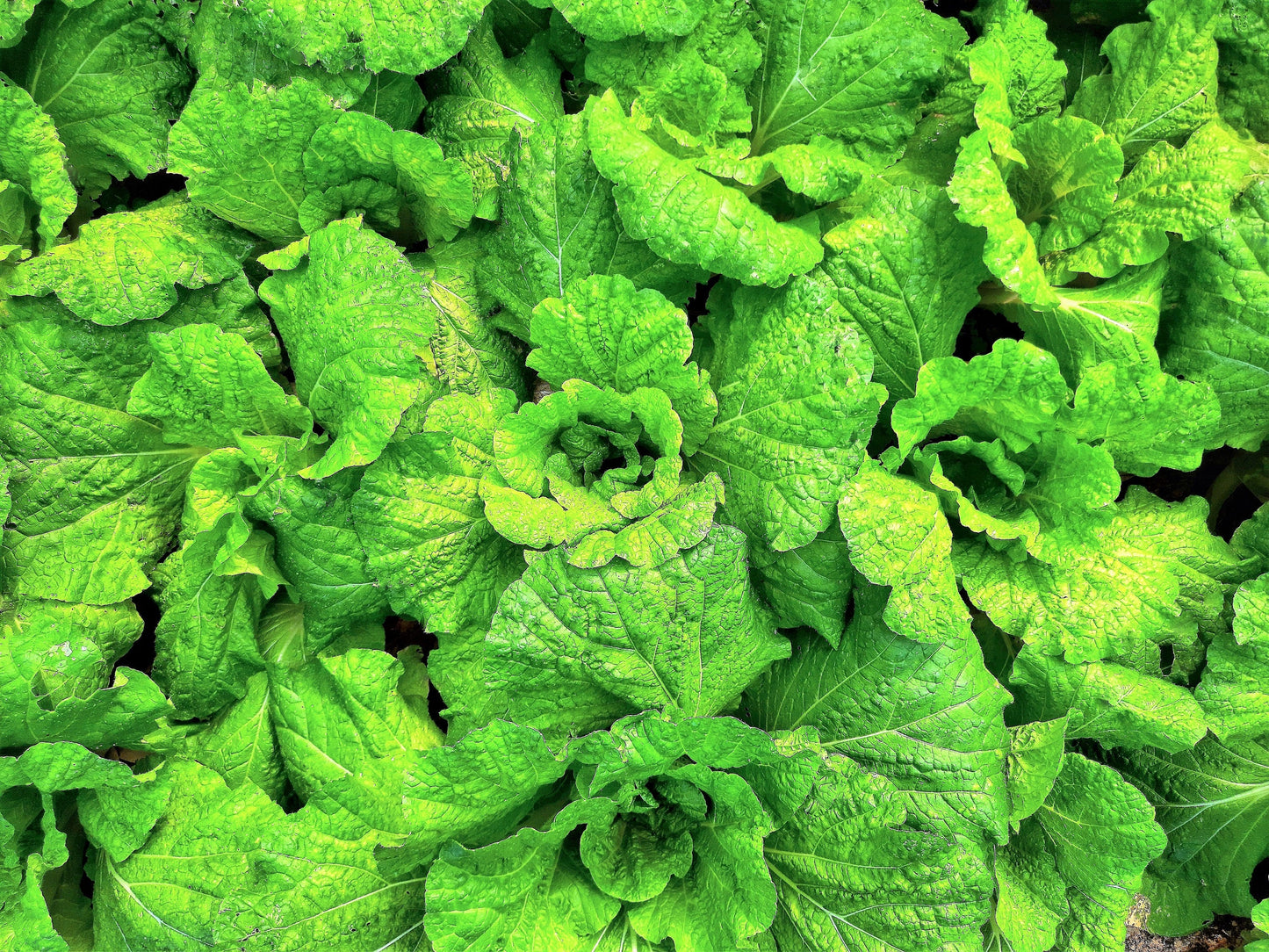 500 LETTUCE LEAF BASIL Ocimum Basilicum Huge Leaves Herb Seeds