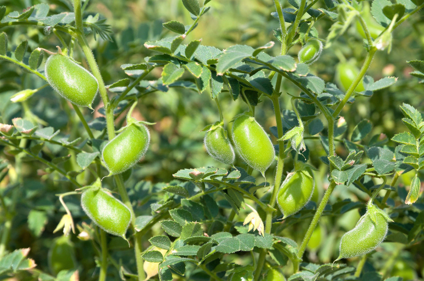 25 GREEN CHICK PEA Chickpea aka Garbanzo Bean Green Chana Cicer Arietinum Legume Vegetable Seeds