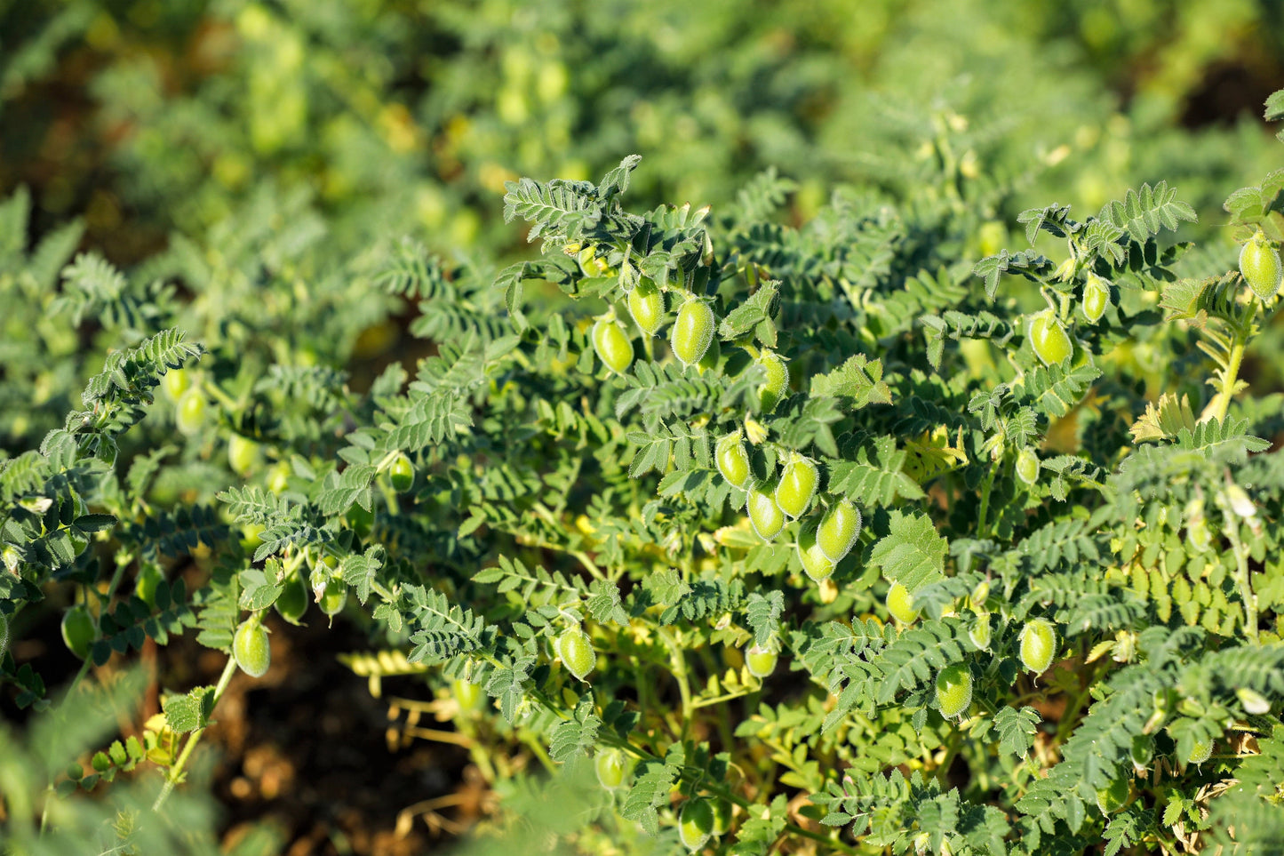 25 GREEN CHICK PEA Chickpea aka Garbanzo Bean Green Chana Cicer Arietinum Legume Vegetable Seeds