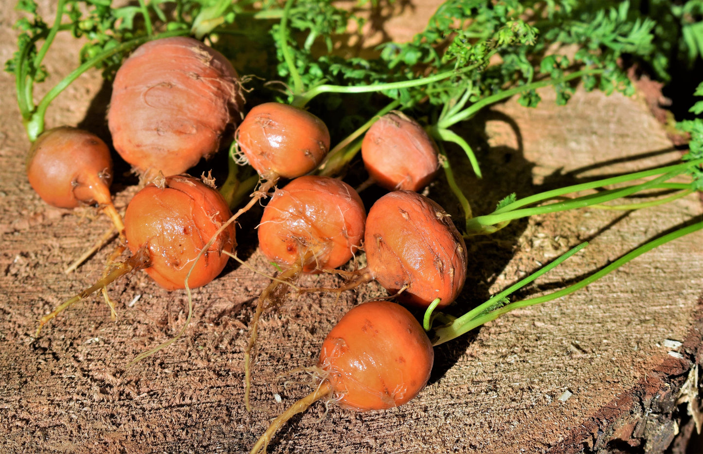 800 PARISIAN CARROT Parisienne Carrot Daucas Carota Sativus Orange Vegetable Seeds