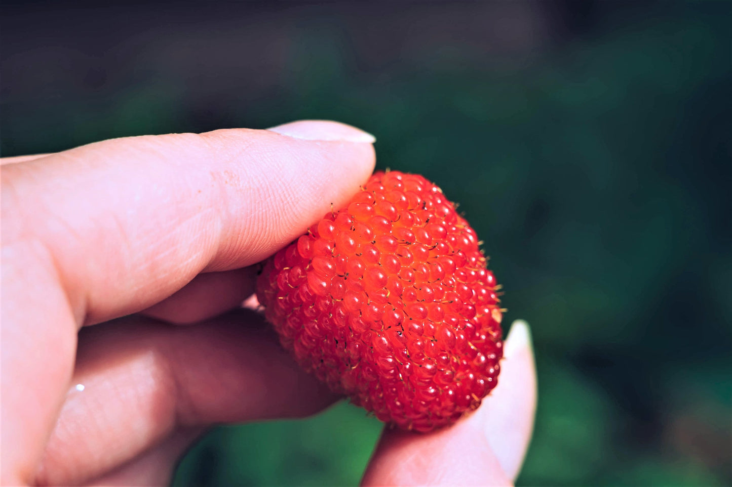 20 AUSTRALIAN RASPBERRY aka Queensland & Atherton Raspberry Rubus Probus Red Berry Fruit Shrub Seeds