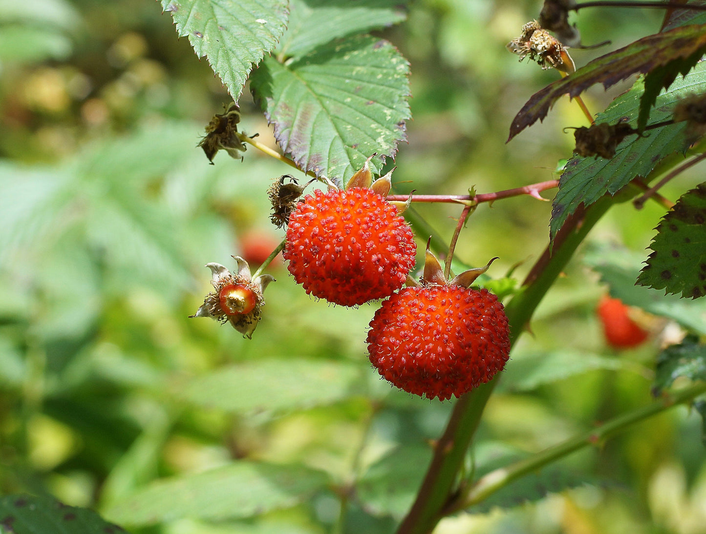 20 AUSTRALIAN RASPBERRY aka Queensland & Atherton Raspberry Rubus Probus Red Berry Fruit Shrub Seeds