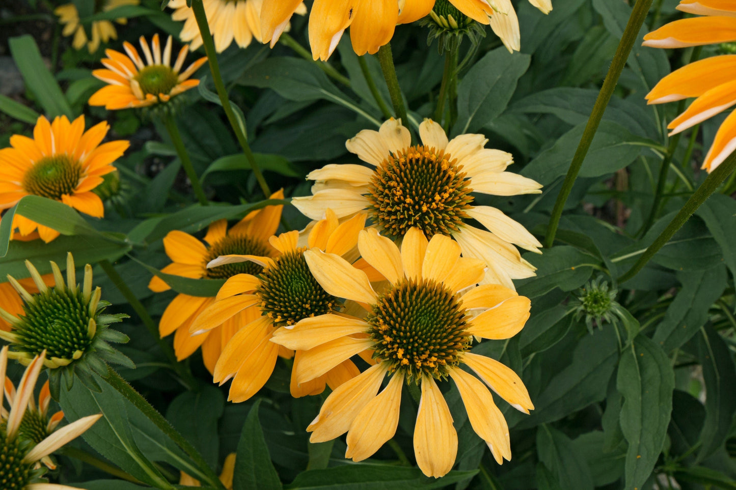 25 CHEYENNE SPIRIT CONEFLOWER Echinacea Orange Red Yellow Purple Pink White Herb Flower Seeds