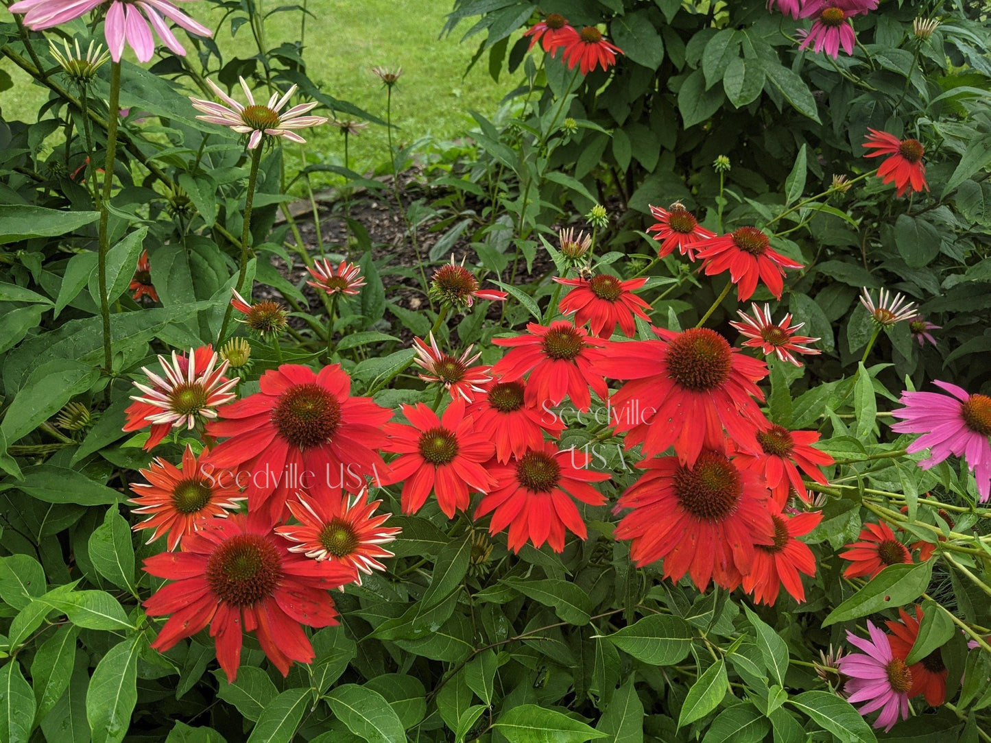 25 CHEYENNE SPIRIT CONEFLOWER Echinacea Orange Red Yellow Purple Pink White Herb Flower Seeds