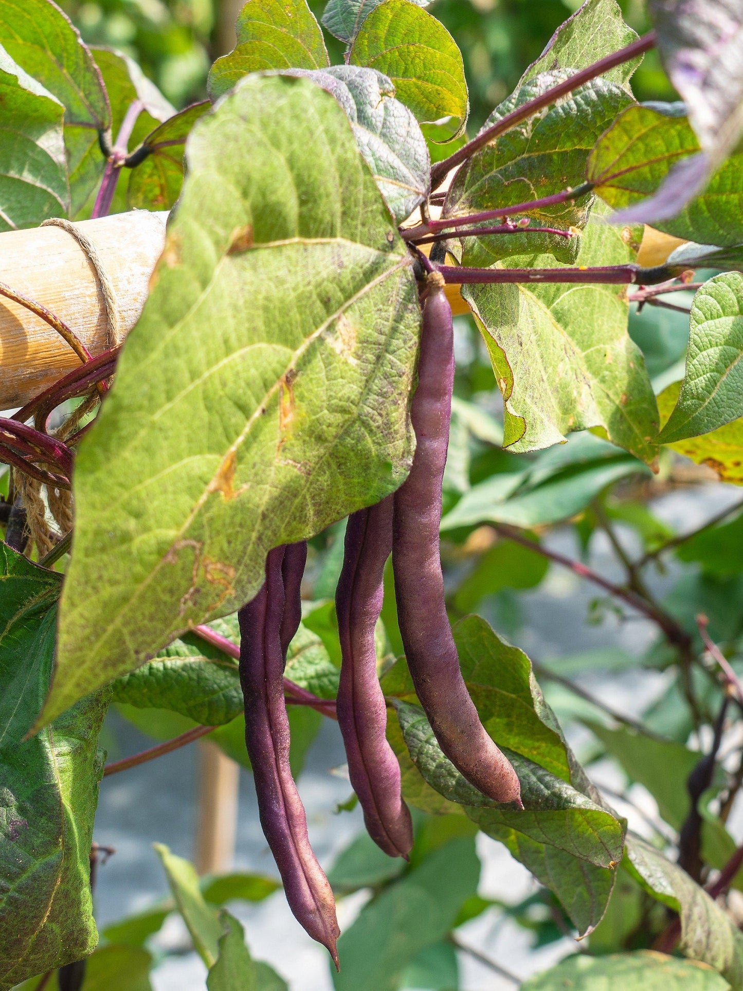 100 RED RIPPER COWPEA Cow Pea Southern Pea Vigna Unguiculata Legume Bean Vegetable Seeds