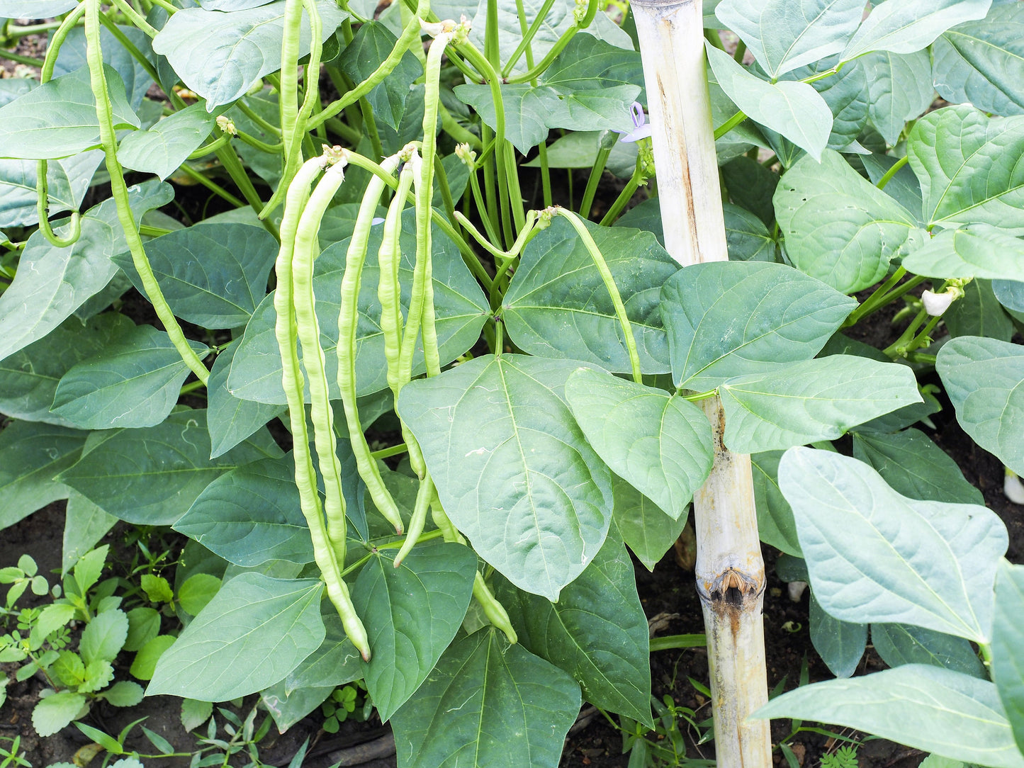 100 LADY COWPEA Cow Pea Southern Pea Vigna Unguiculata Legume White Lady Finger Bean Vegetable Seeds