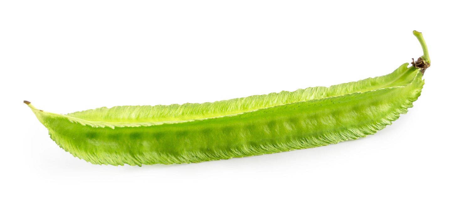 50 ASPARAGUS PEA Winged Pea Lotus Tetragonolobus Red Flower Legume Vegetable Seeds