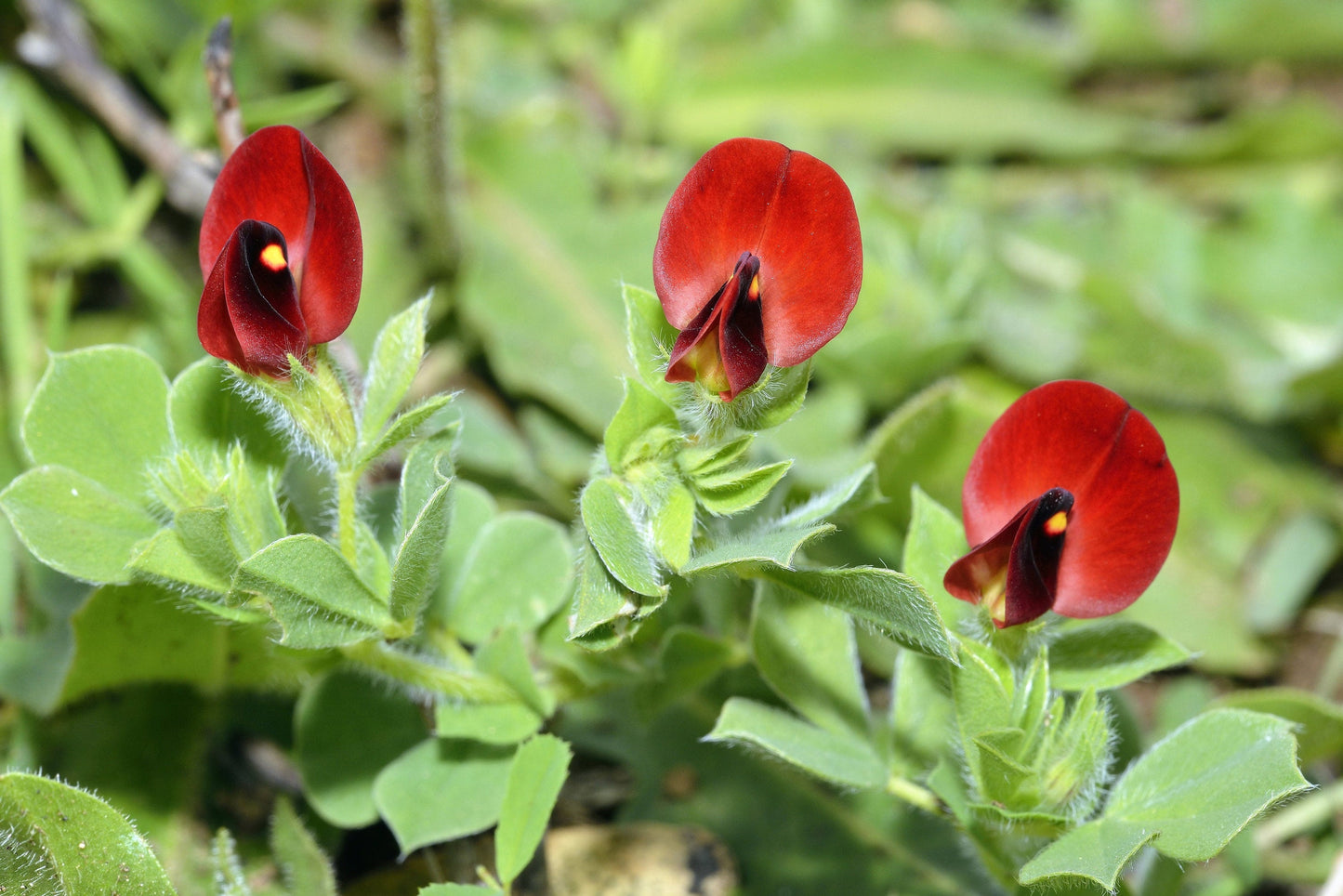 50 ASPARAGUS PEA Winged Pea Lotus Tetragonolobus Red Flower Legume Vegetable Seeds