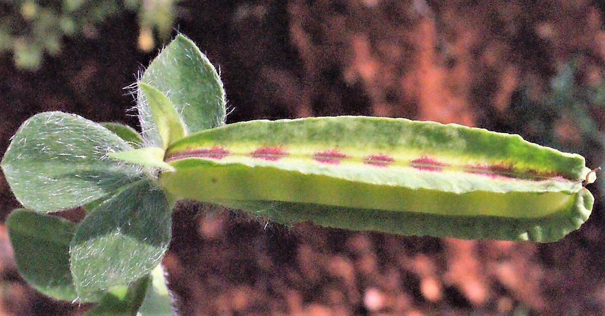 50 ASPARAGUS PEA Winged Pea Lotus Tetragonolobus Red Flower Legume Vegetable Seeds