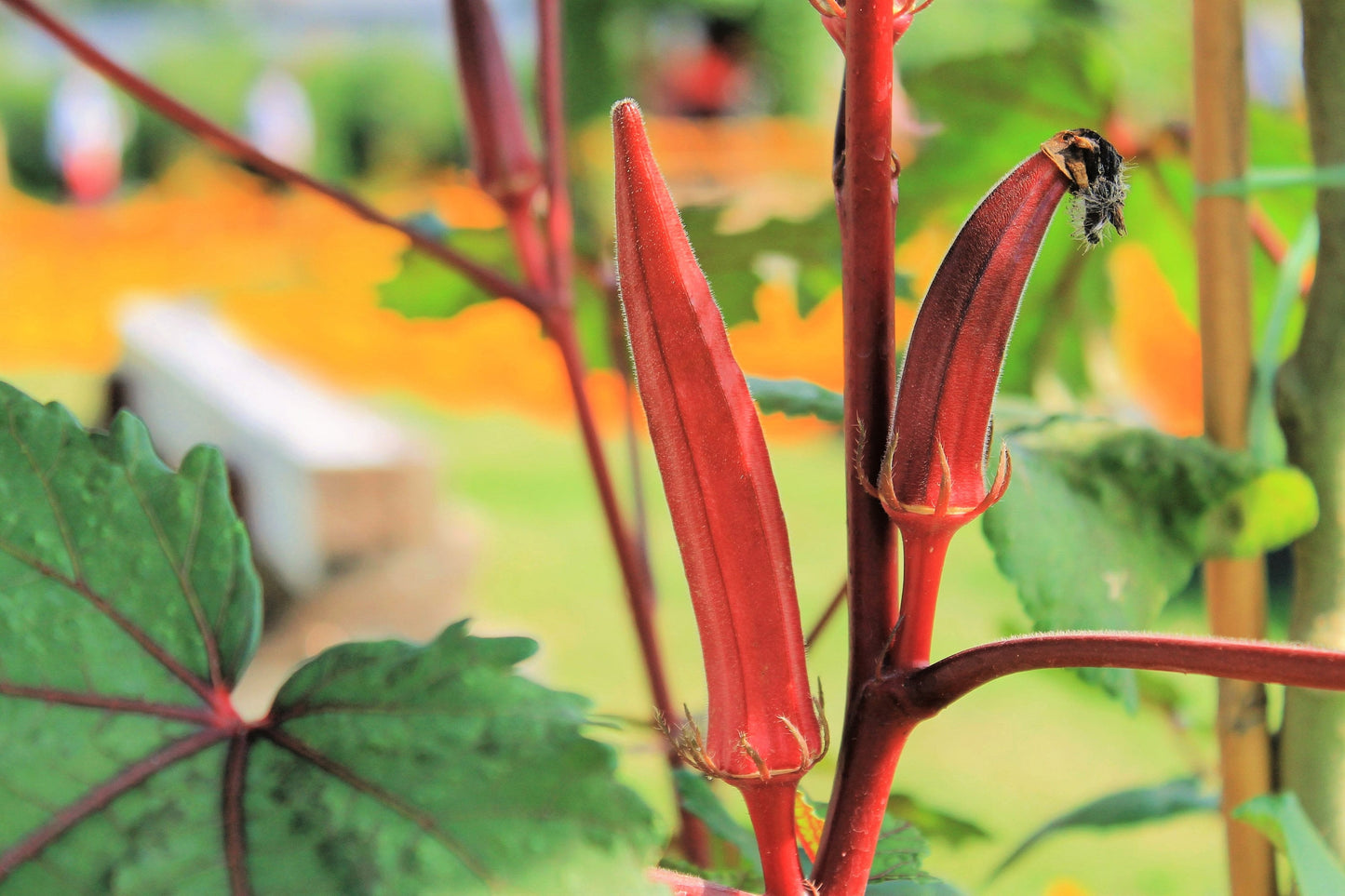 50 JING ORANGE OKRA Abelmoschus Esculentus Yellow & Red Flower Red Orange Vegetable Seeds