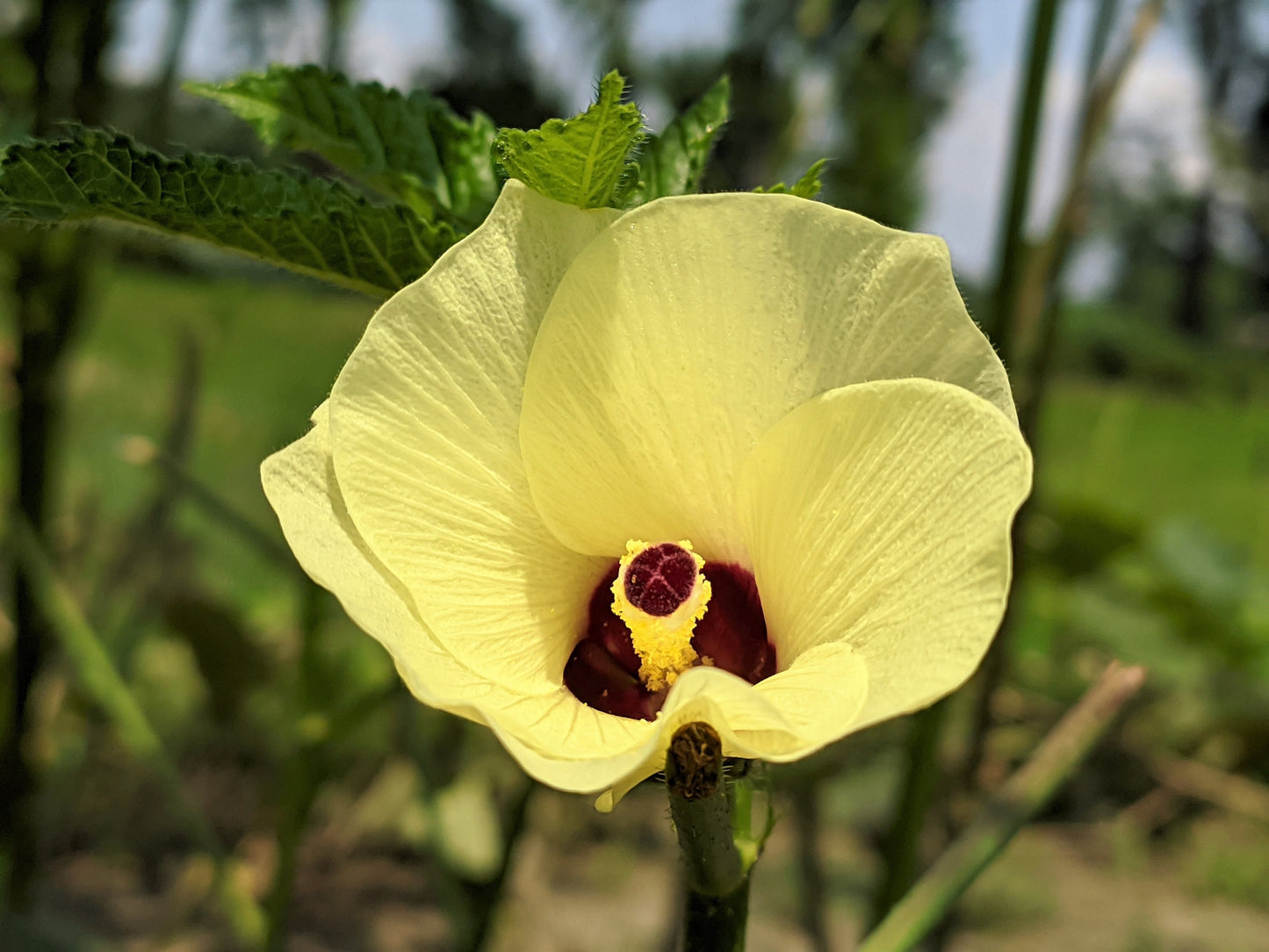 50 JING ORANGE OKRA Abelmoschus Esculentus Yellow & Red Flower Red Orange Vegetable Seeds