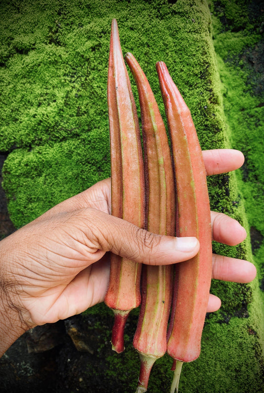 50 JING ORANGE OKRA Abelmoschus Esculentus Yellow & Red Flower Red Orange Vegetable Seeds