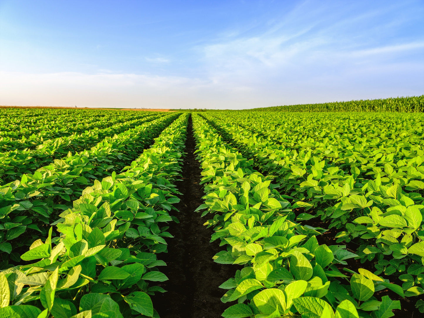 20 Organic MIDORI GIANT SOYBEAN Edamame Glycine Max Green Bean Legume Vegetable Seeds