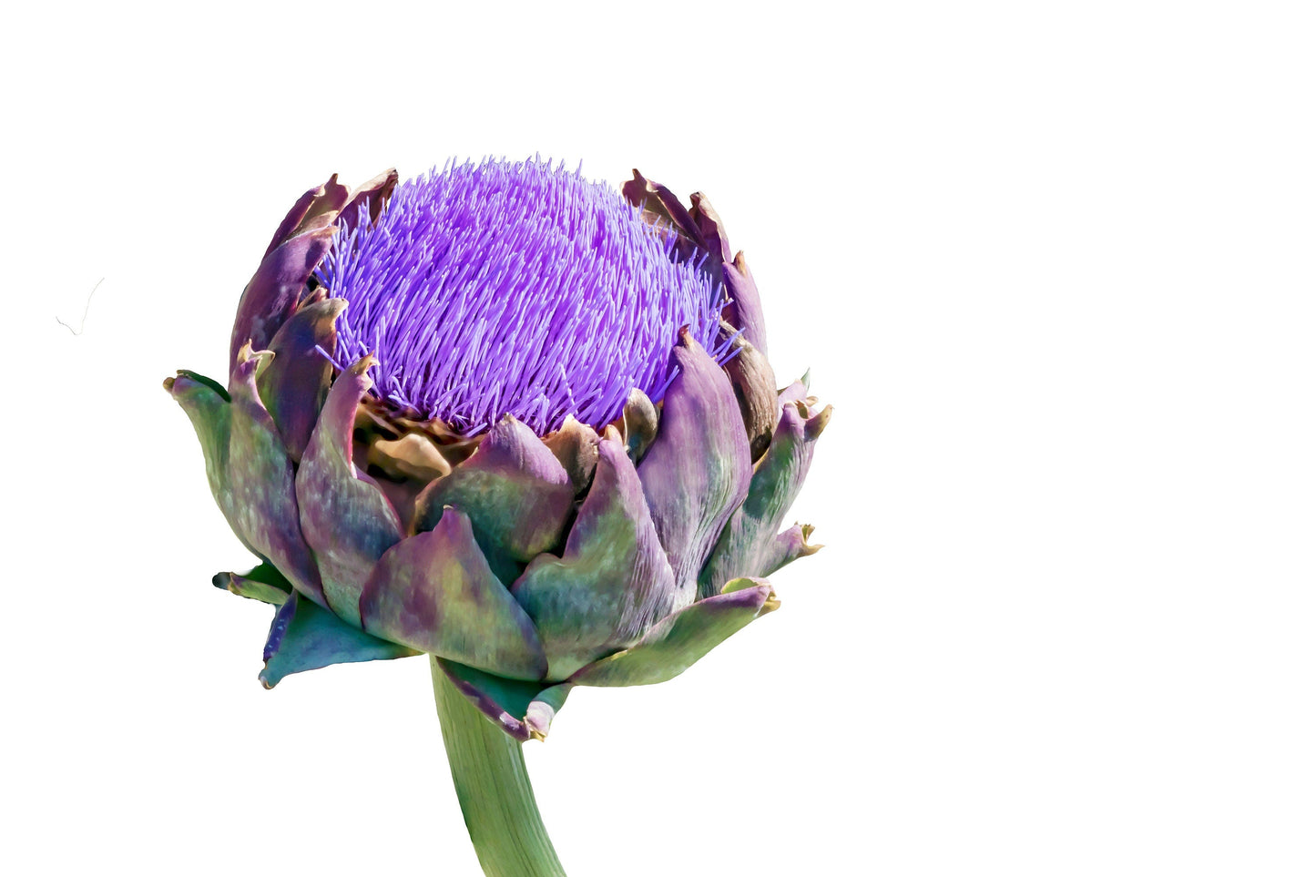 25 CARDOON Cynara Cardunculus aka Artichoke Thistle Perennial Edible Vegetable Seeds