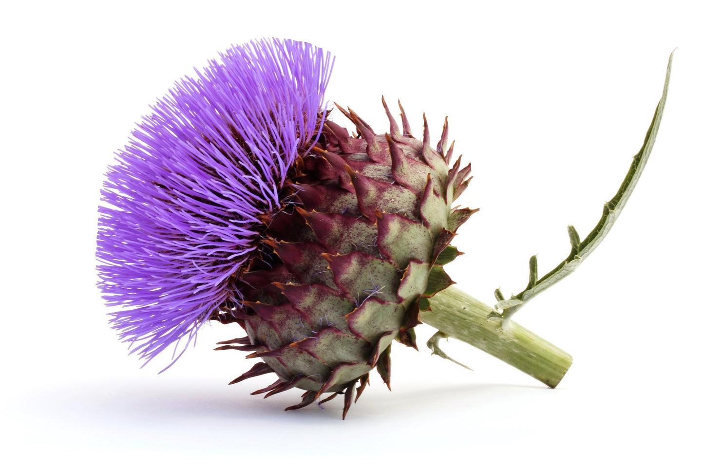 25 CARDOON Cynara Cardunculus aka Artichoke Thistle Perennial Edible Vegetable Seeds