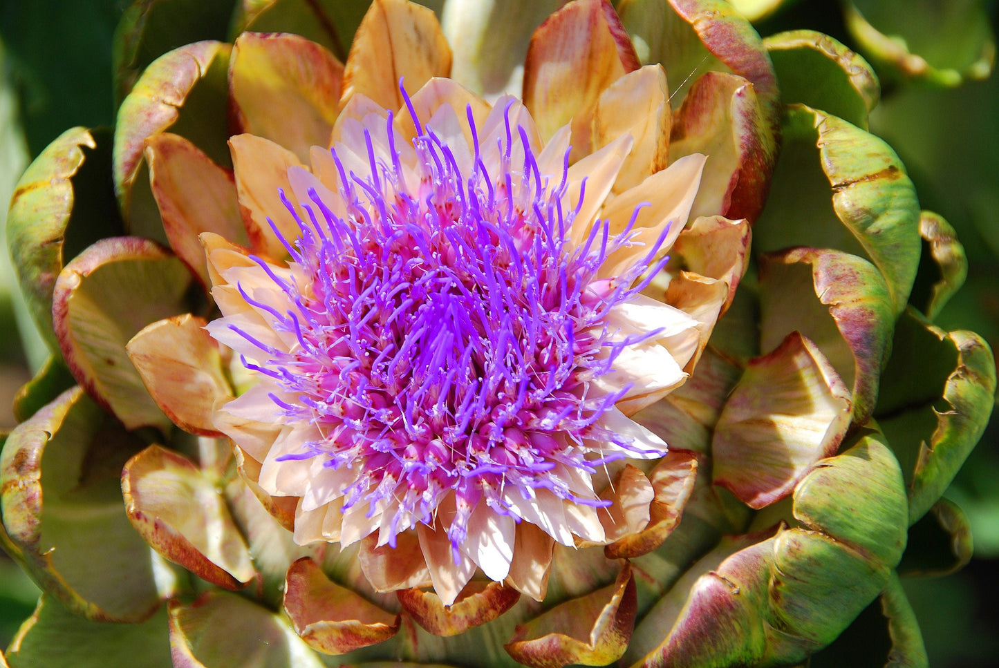 25 CARDOON Cynara Cardunculus aka Artichoke Thistle Perennial Edible Vegetable Seeds
