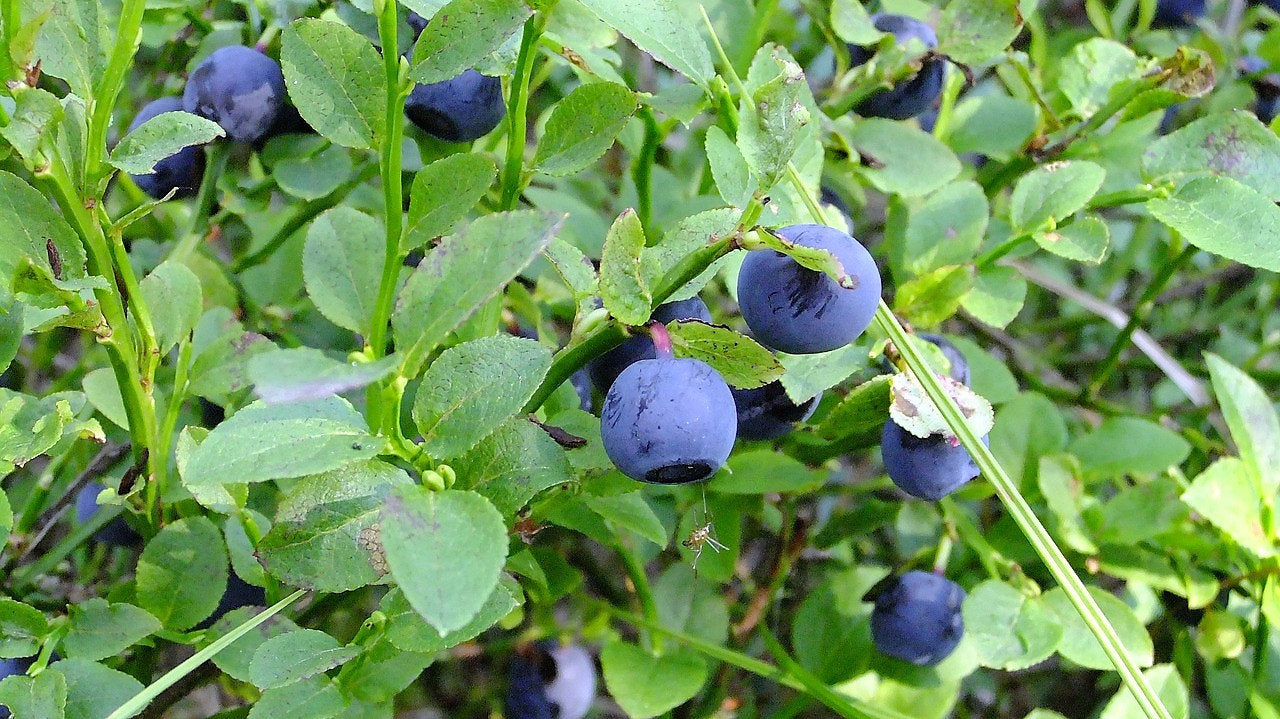 50 LOWBUSH BLUEBERRY Vaccinium Angustifolium Blue Berry Fruit Dwarf Shrub Seeds