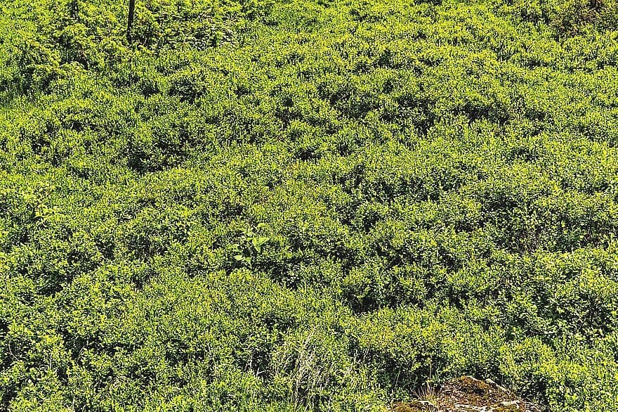 50 LOWBUSH BLUEBERRY Vaccinium Angustifolium Blue Berry Fruit Dwarf Shrub Seeds