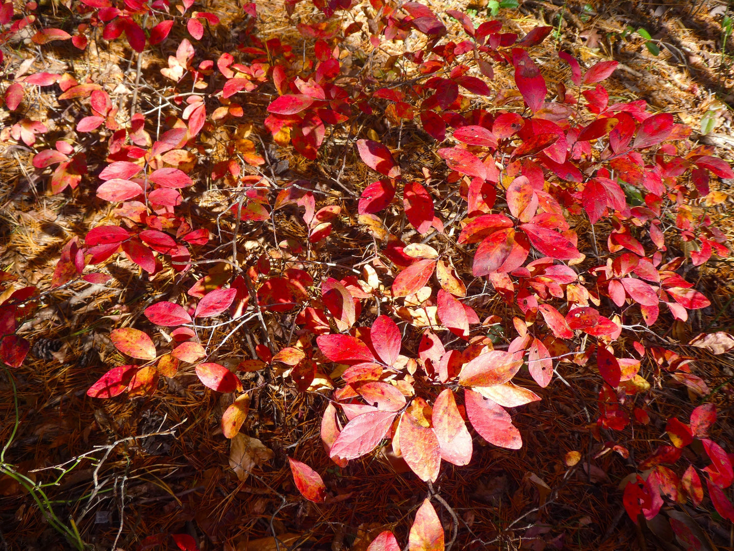 50 LOWBUSH BLUEBERRY Vaccinium Angustifolium Blue Berry Fruit Dwarf Shrub Seeds