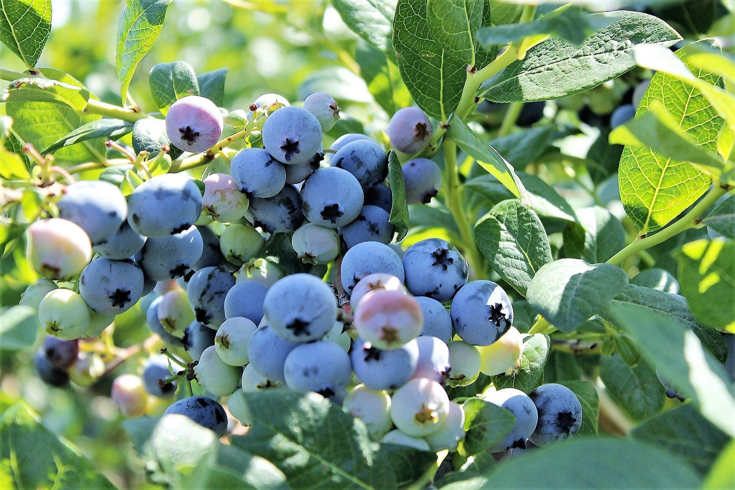 50 SOUTHERN HIGHBUSH BLUEBERRY Pre-Stratified Vaccinium Corymbosum Blue Berry Fruit Bush Shrub Seeds