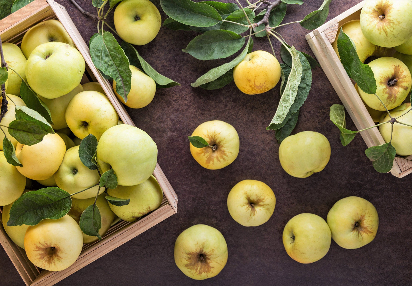 25 ANTONOVKA APPLE TREE Malus Pumila var. Antonovka Yellow Green Fruit Pink White Flower Seeds