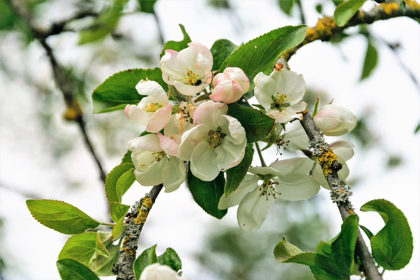 25 ANTONOVKA APPLE TREE Malus Pumila var. Antonovka Yellow Green Fruit Pink White Flower Seeds