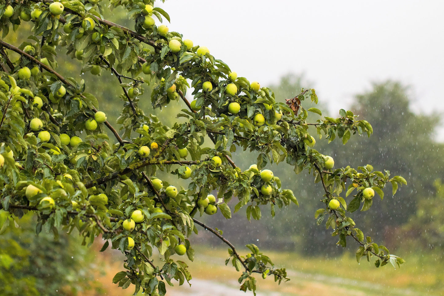 25 ANTONOVKA APPLE TREE Malus Pumila var. Antonovka Yellow Green Fruit Pink White Flower Seeds